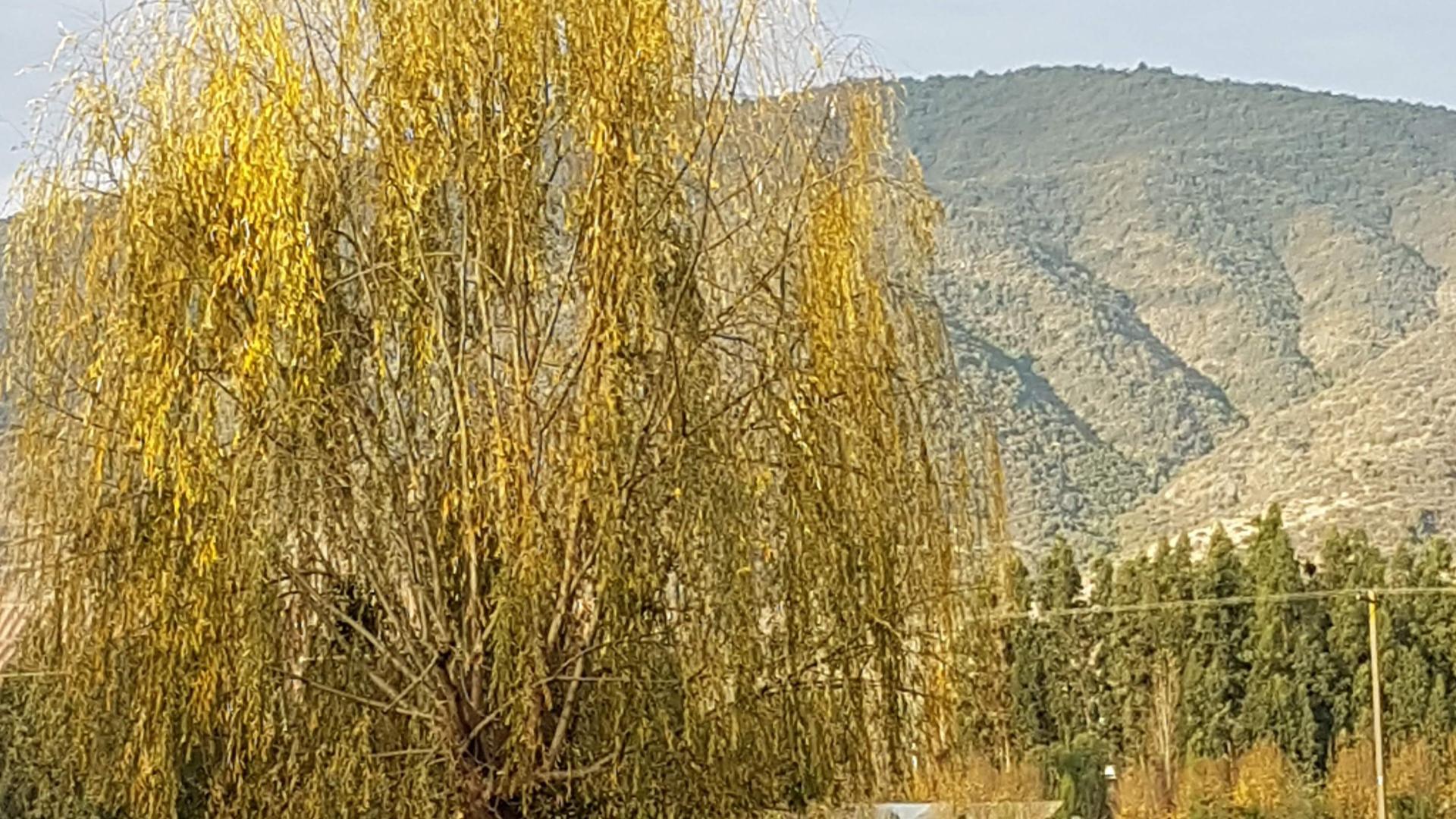El sauce llorón en el paisaje chileno Museo Nacional de Historia Natural